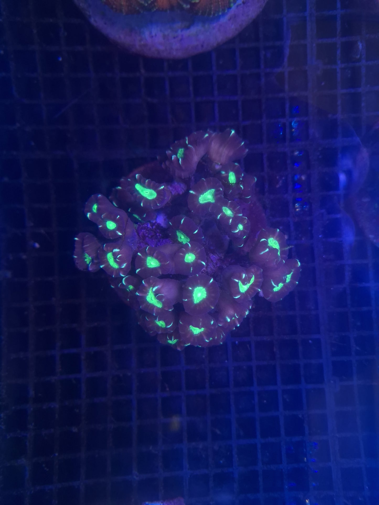 Candy Cane- Bicolour Frags