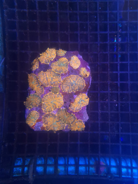 Rhodactis Mushroom ( Per Leaf )