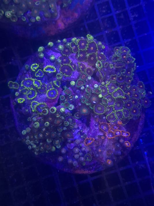 Zoa Colony 1