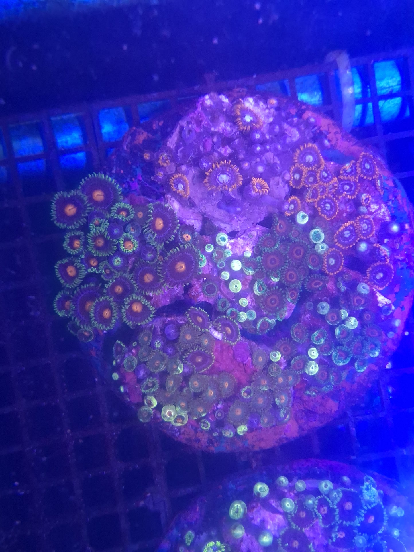Zoa Colony 2