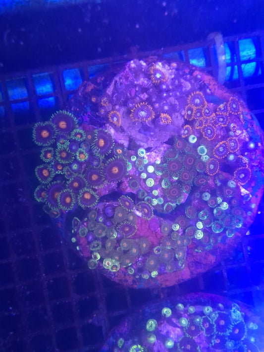 Zoa Colony 2