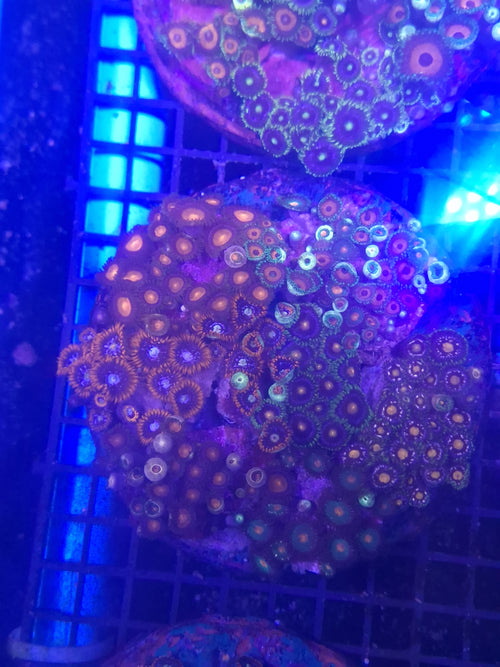 Zoa Colony 3