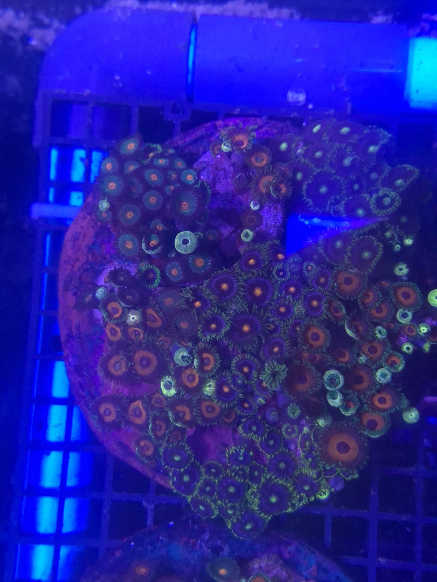 Zoa Colony 4