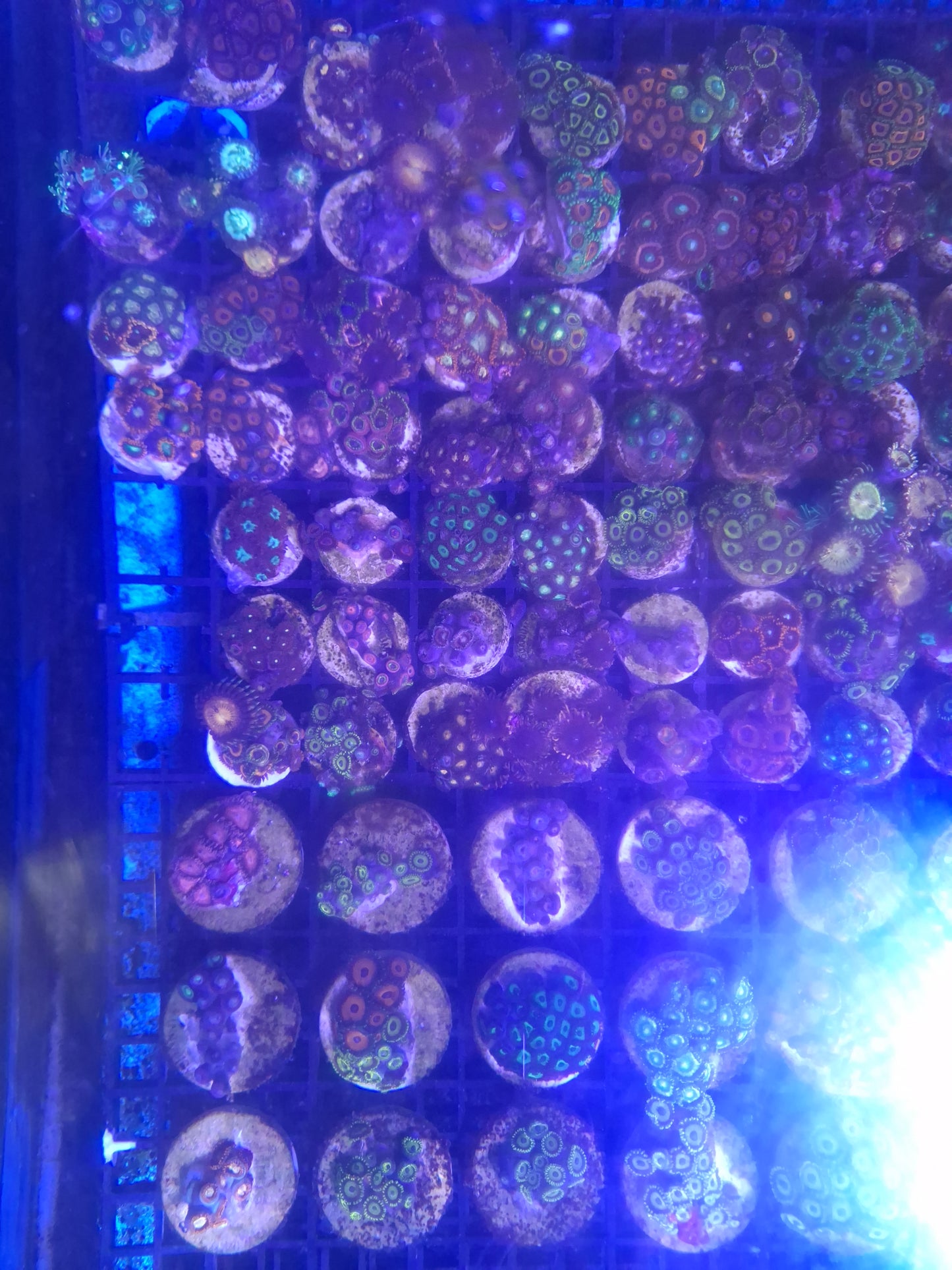 Zoa Frags Assorted