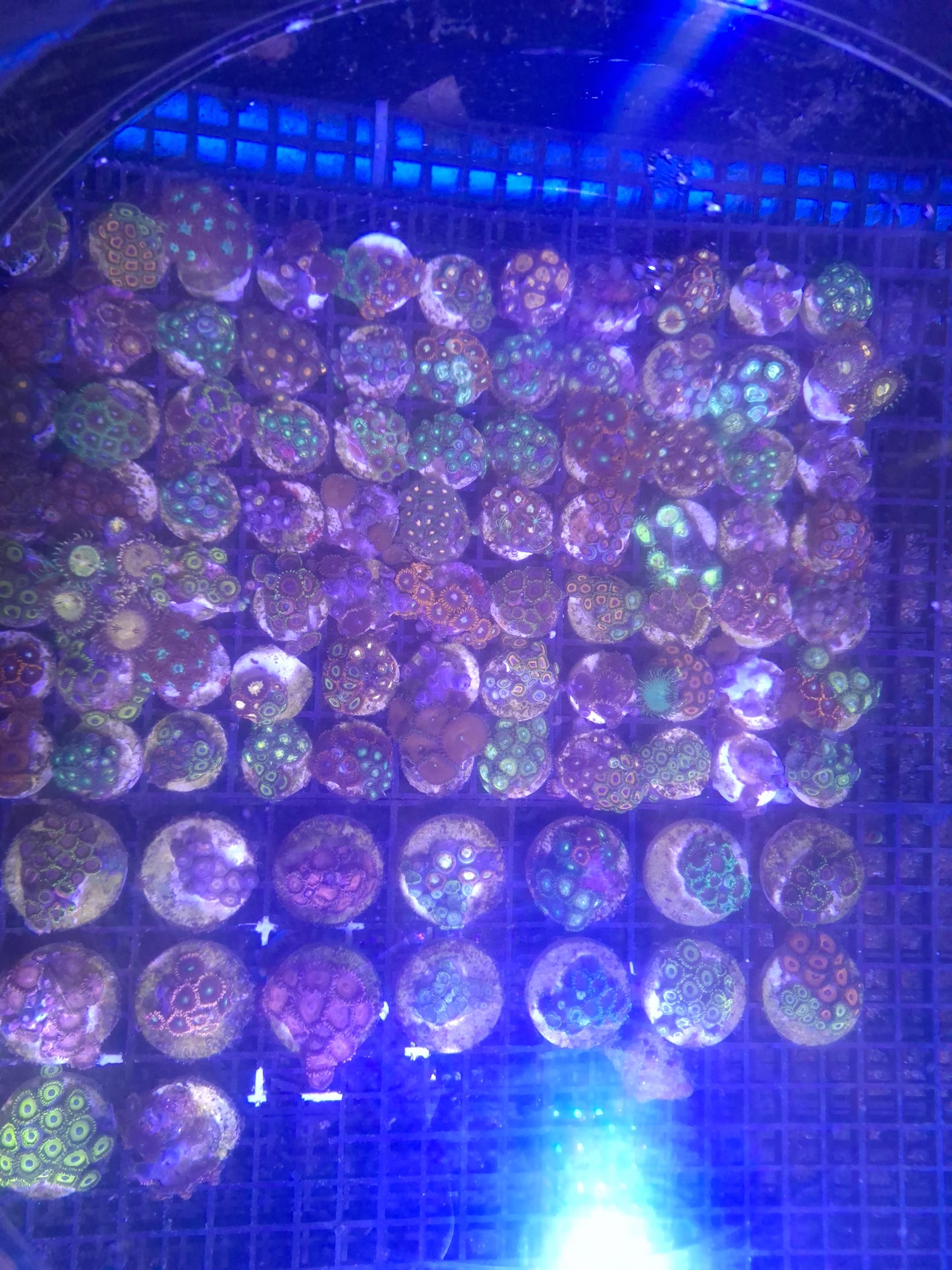 Zoa Frags Assorted