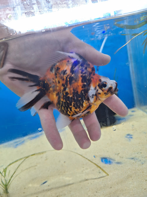 Ryukin-Calico 100-120mm