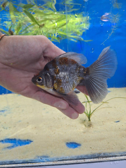 Ryukin-Calico 100-120mm