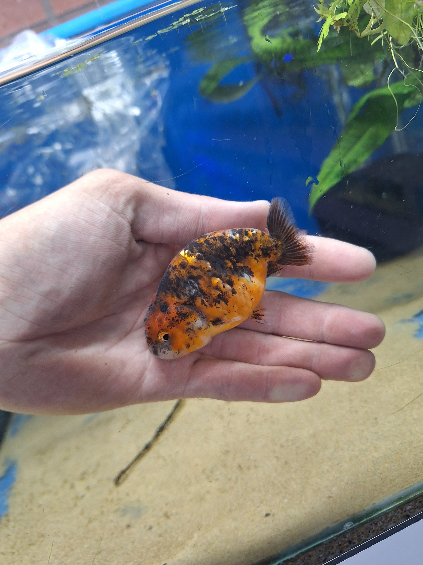 Ranchu-Calico 70-80cm (WYSIWYG)