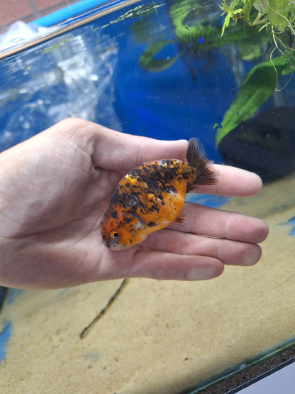 Ranchu-Calico 70-80cm (WYSIWYG)