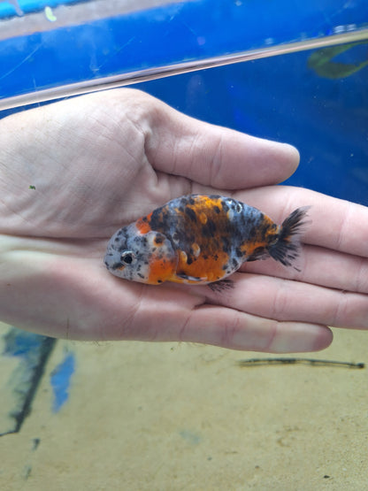 Ranchu-Calico 70-80cm (WYSIWYG)