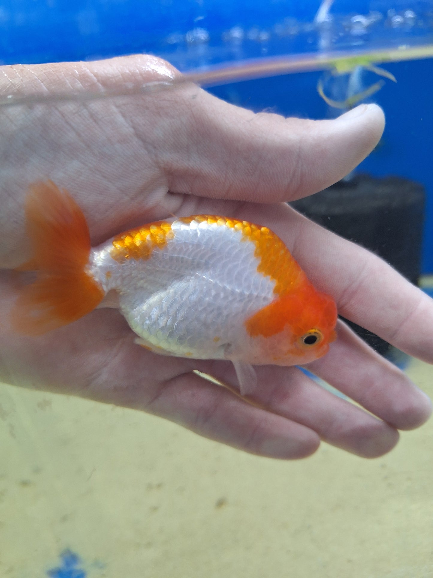 Ranchu-Red and White 80-90mm(WYSIWYG)
