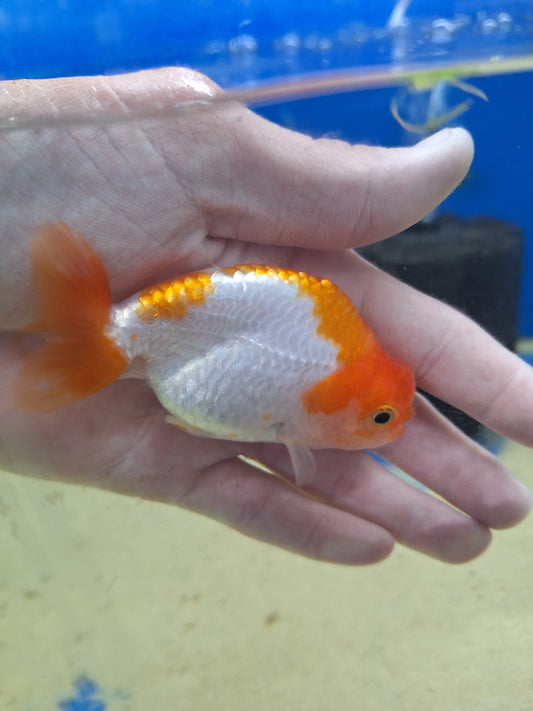 Ranchu-Red and White 80-90mm(WYSIWYG)