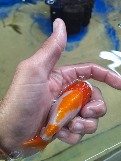 Ranchu-Red and White 80-90mm(WYSIWYG)