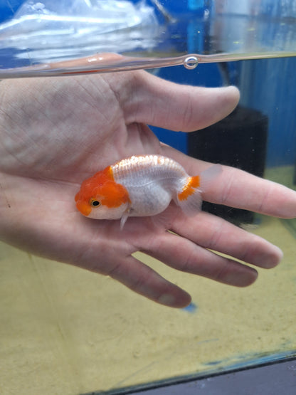 Ranhcu-Tancho 60-70mm(WYSIWYG)