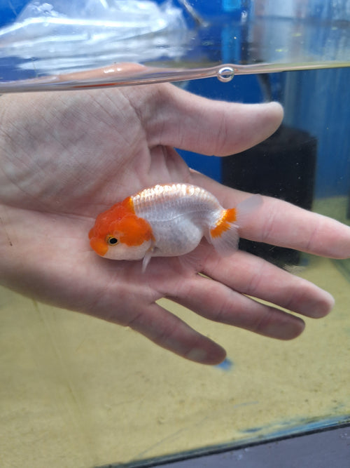 Ranhcu-Tancho 60-70mm(WYSIWYG)