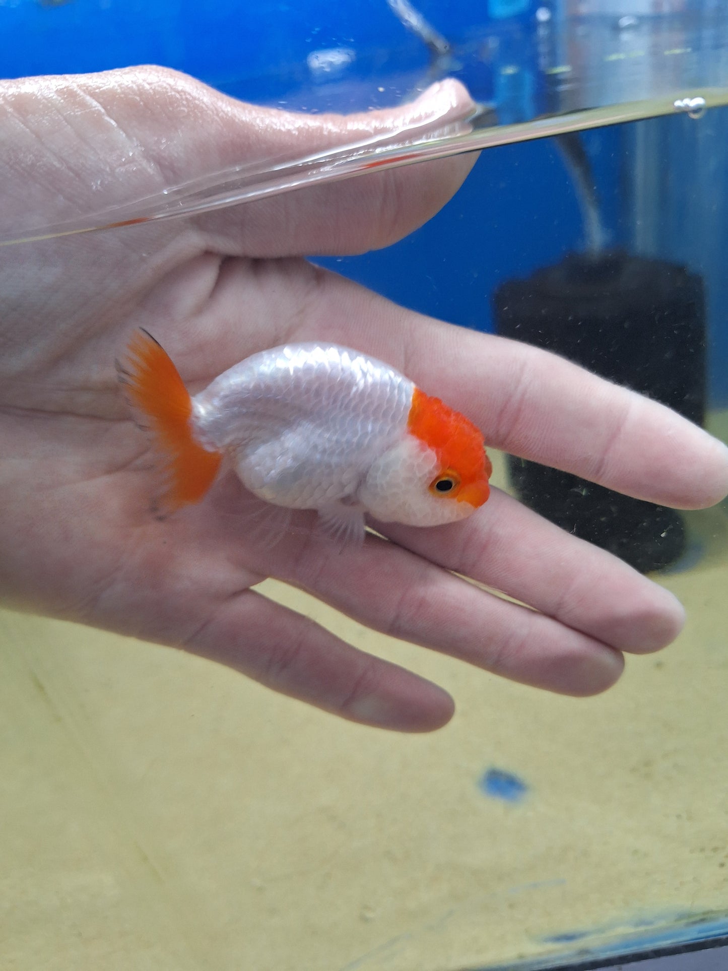 Ranhcu-Tancho 60-70mm(WYSIWYG)