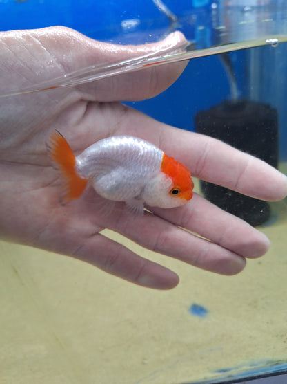 Ranhcu-Tancho 60-70mm(WYSIWYG)