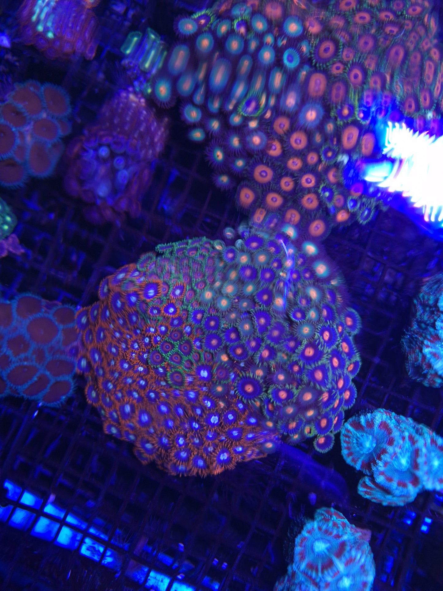 Zoa Colony 2