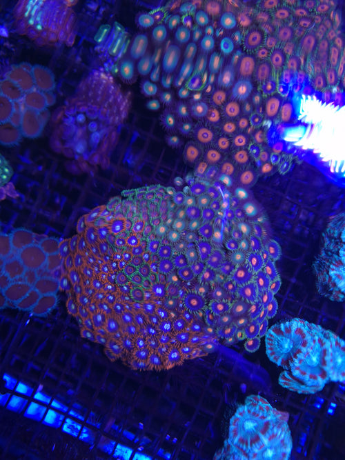Zoa Colony 2