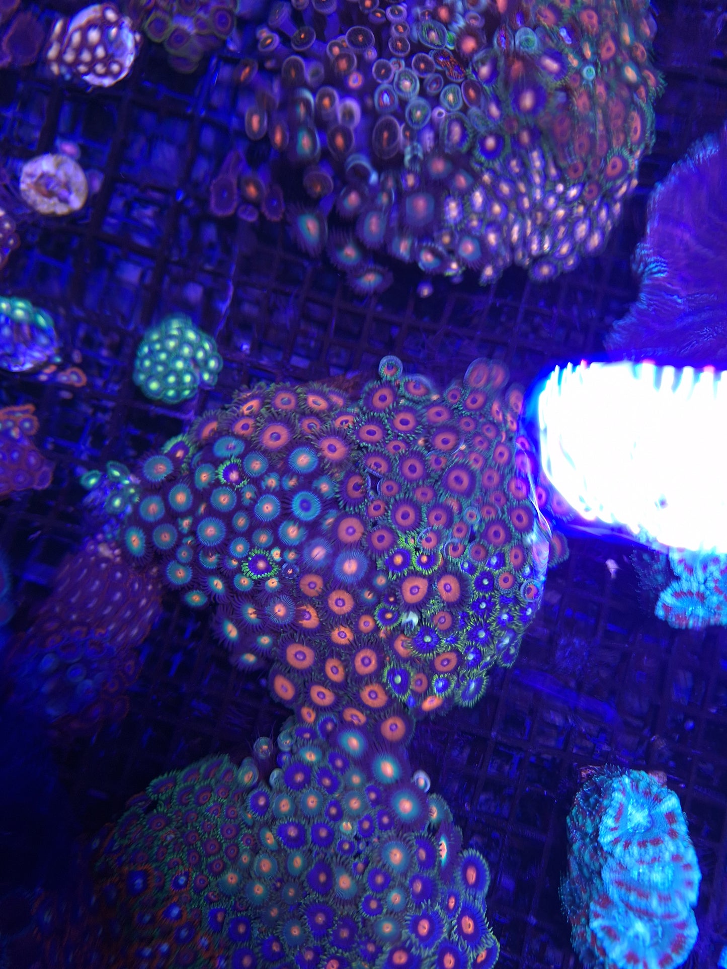 Zoa Colony 3
