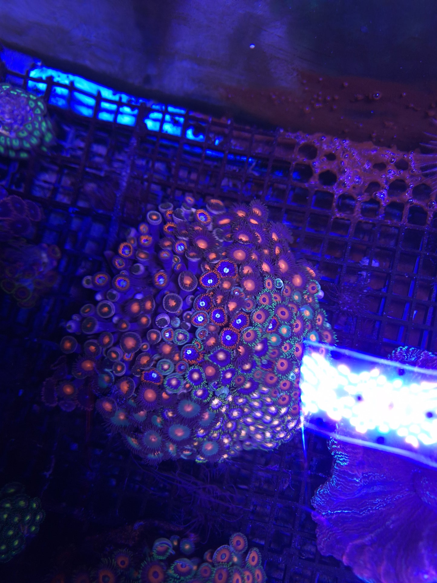 Zoa Colony 4