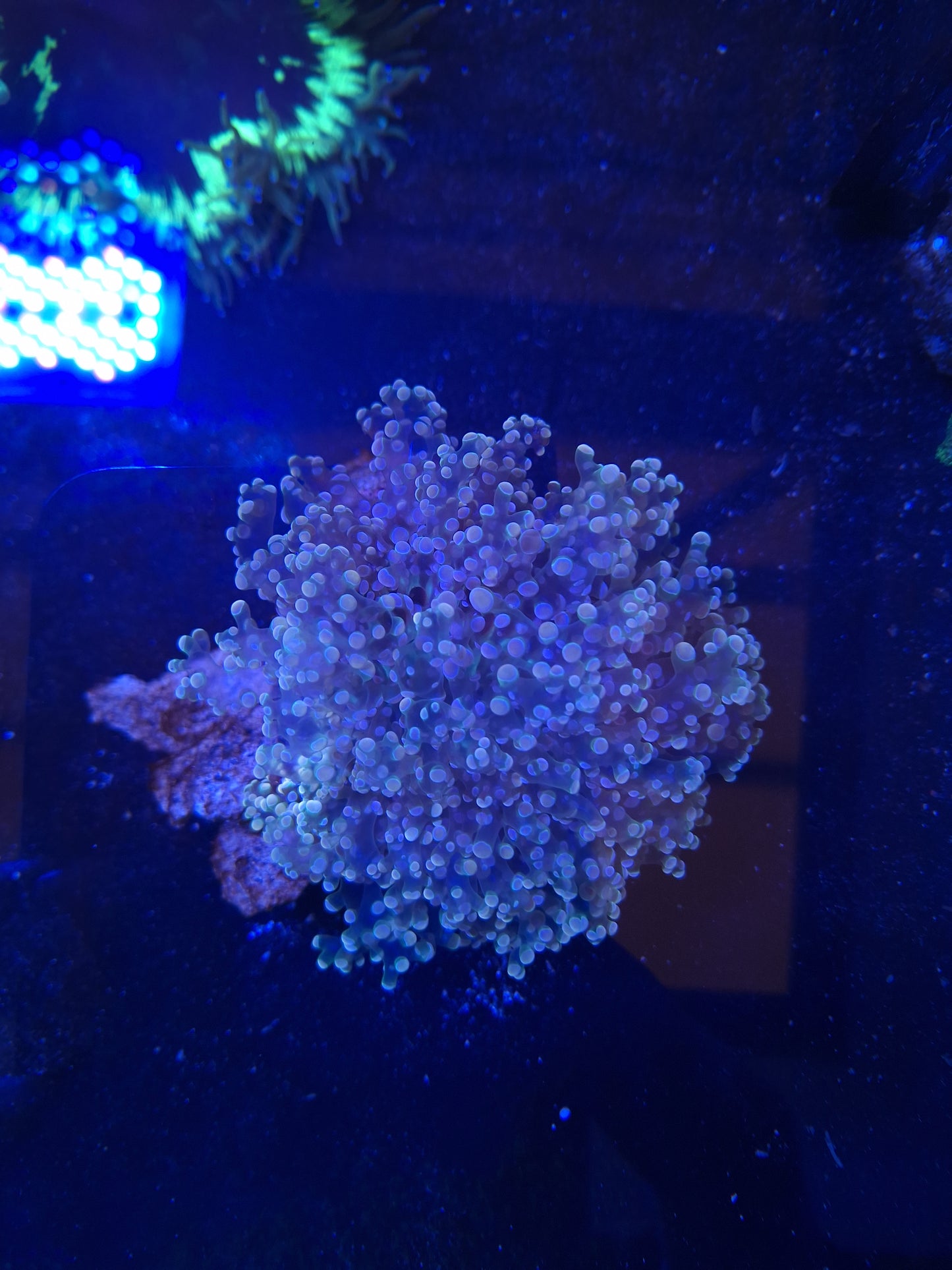 Orange Frogspawn Thick branch