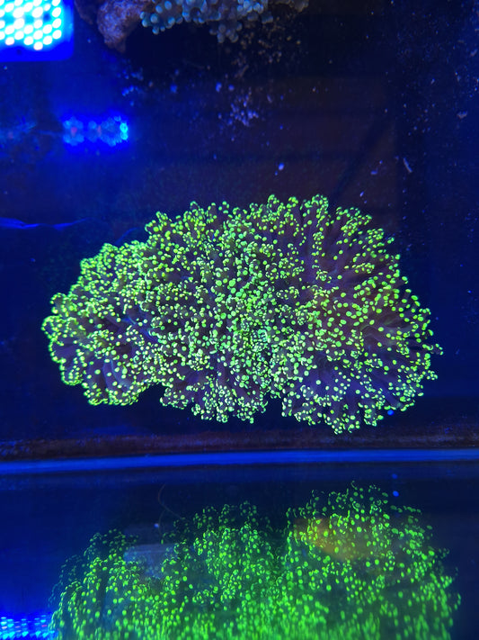 Lumo Frogspawn
