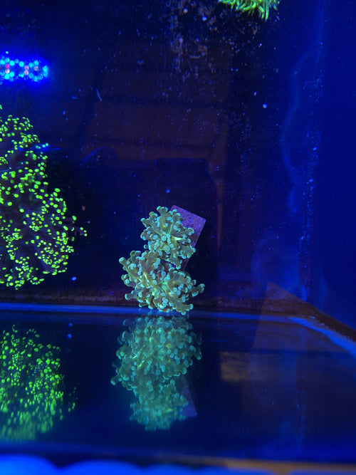 Frogspawn Green
