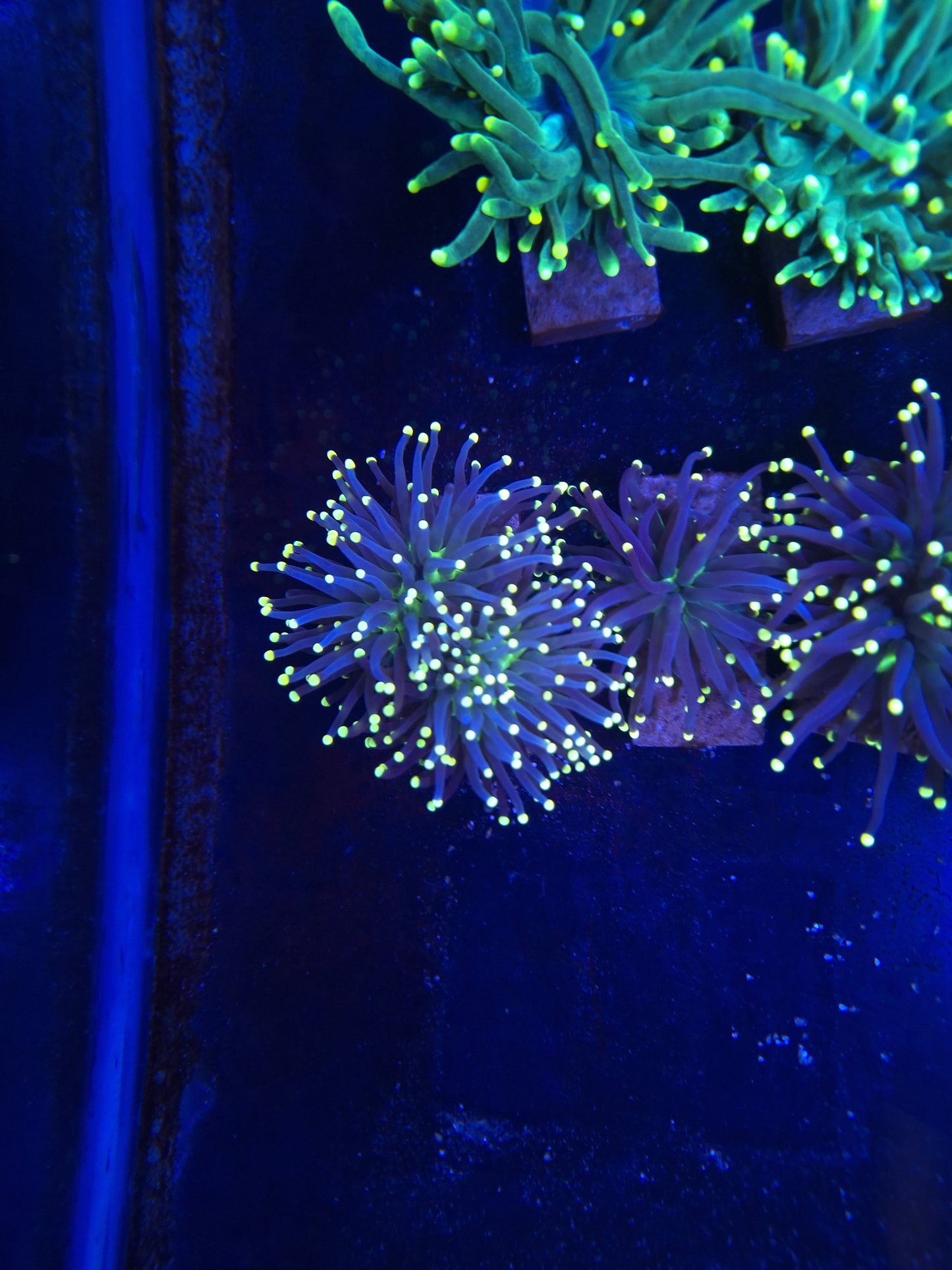 Torch Yellow tip