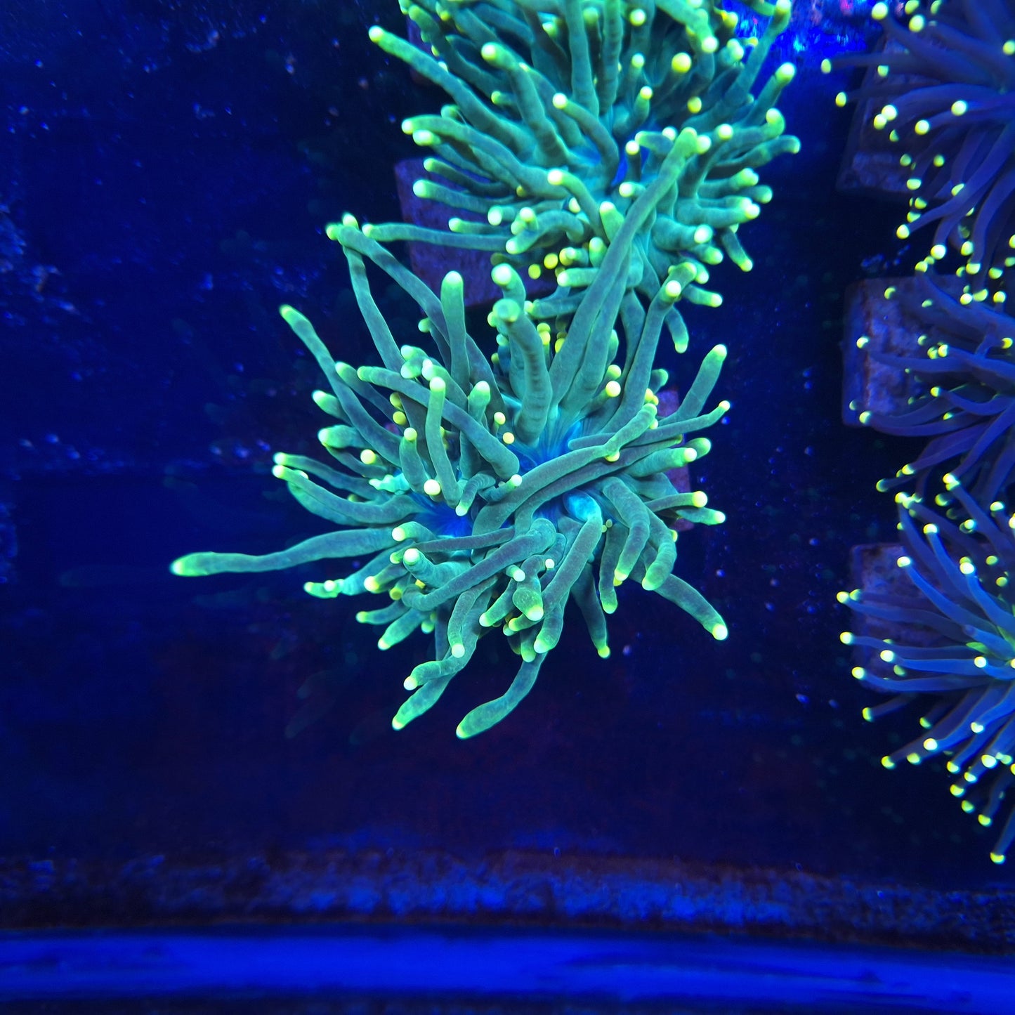Green Torch