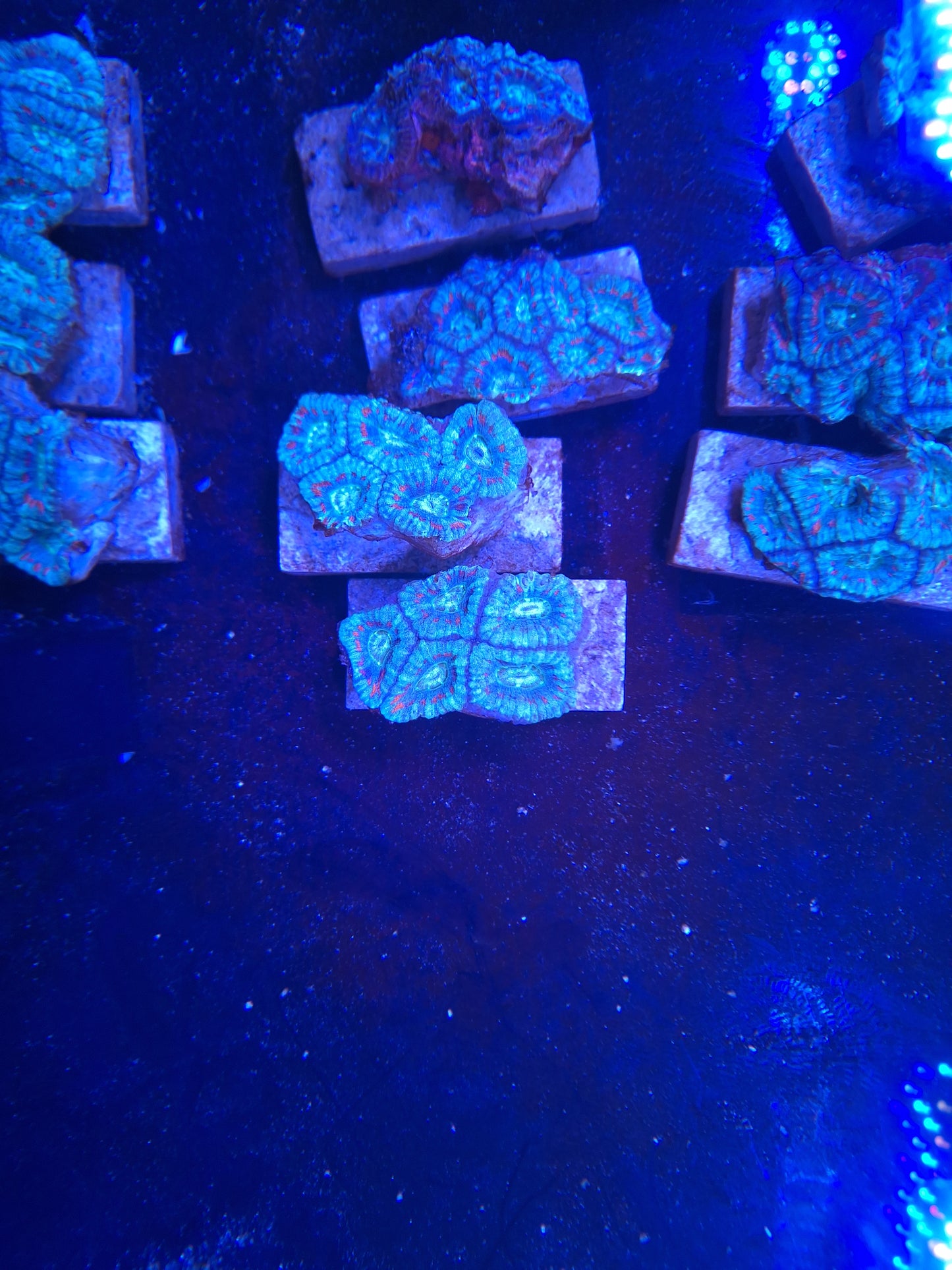 Acan Blue 5-7 Polyp