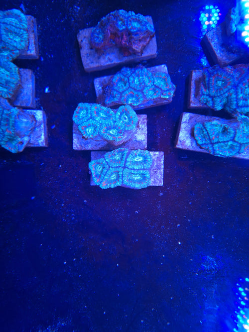 Acan Blue 5-7 Polyp