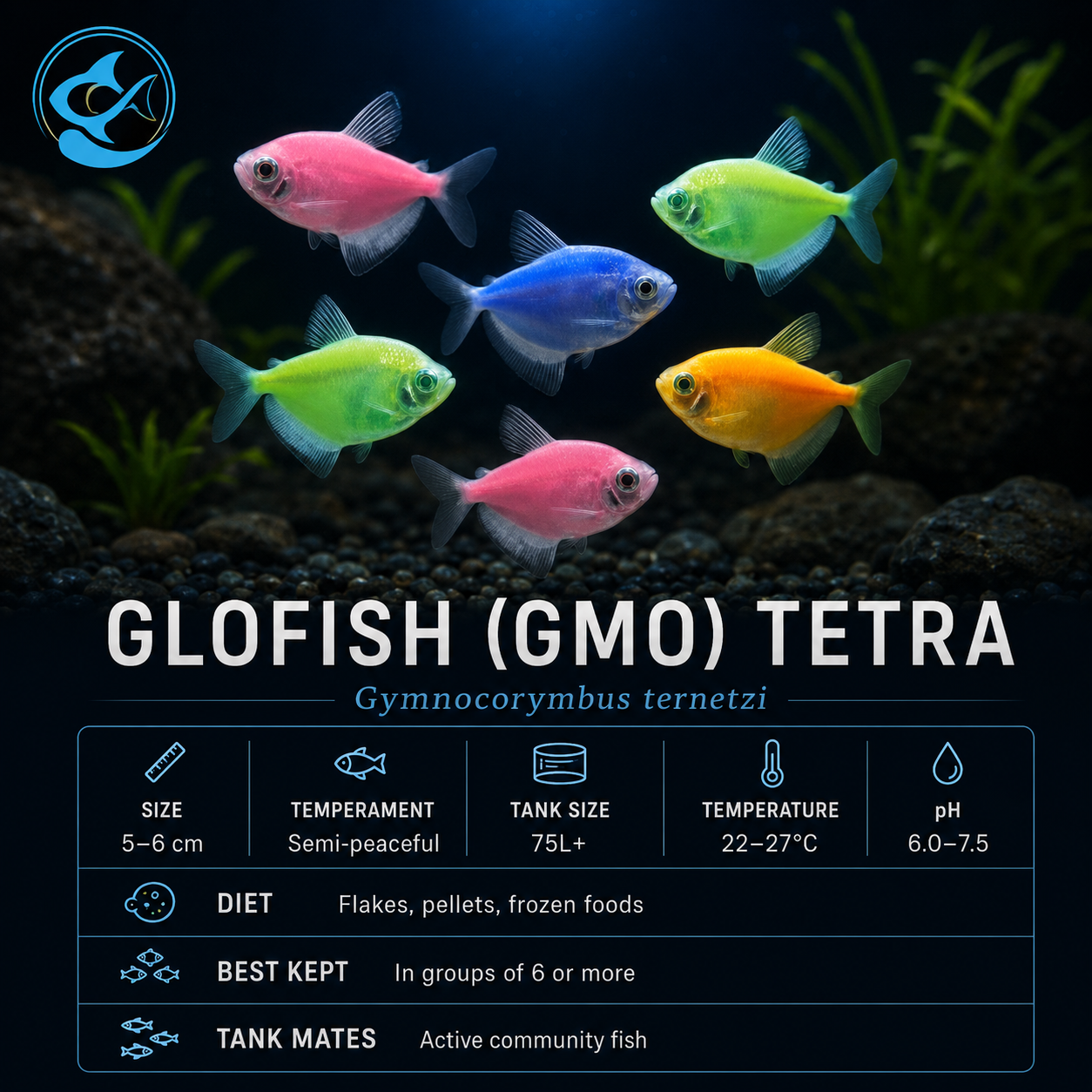 Glofish (GMO) Tetra - 35mm