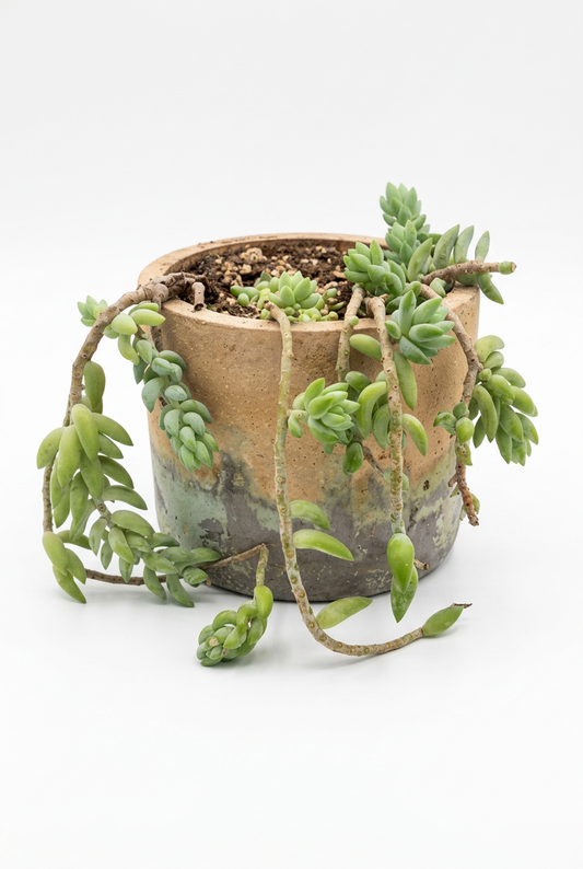Sedum Burro’s Tail (Donkey Tail ) Large L2