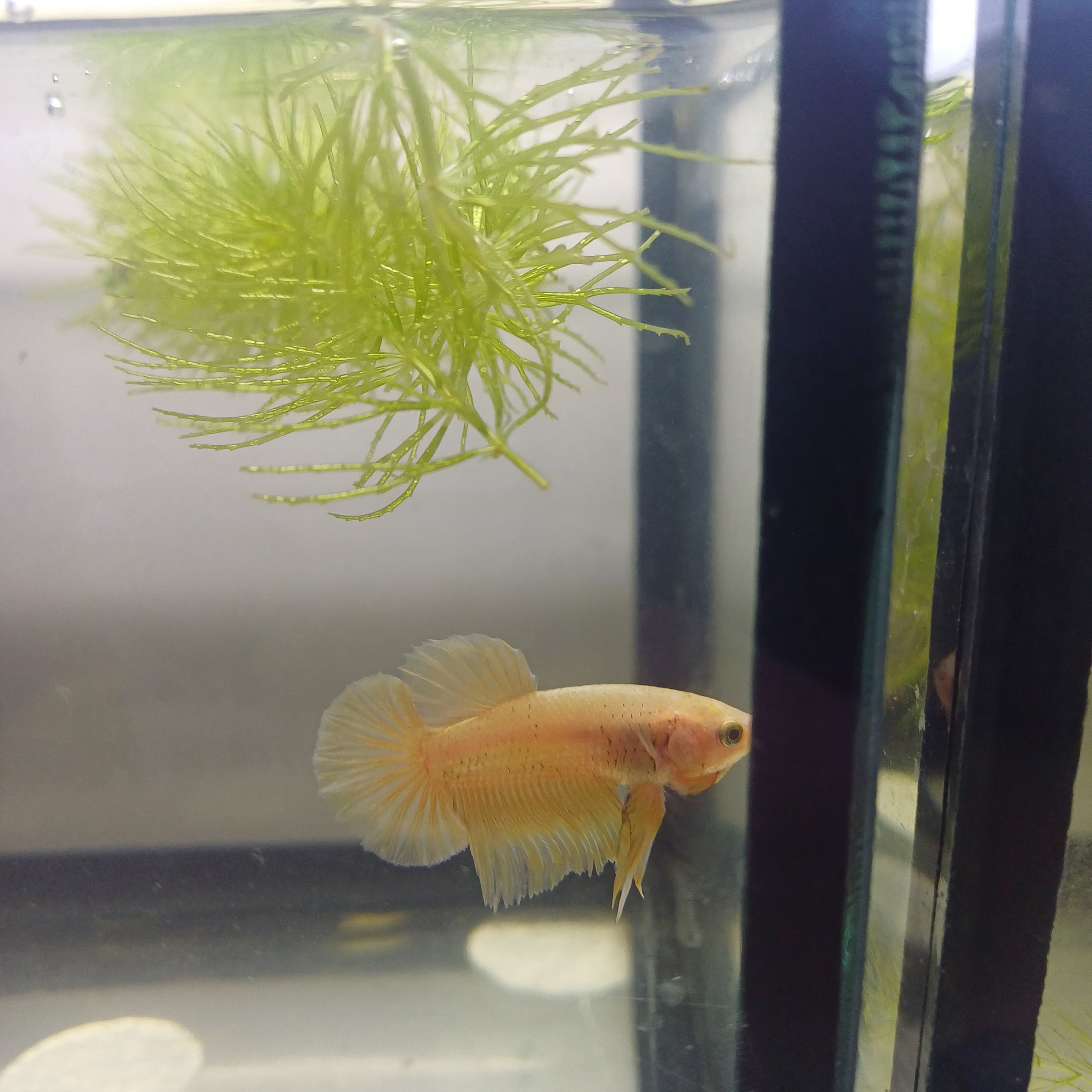 Betta-24k Gold Pk #2