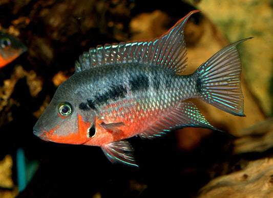 Cichlid-Firemouth(40-50mm)