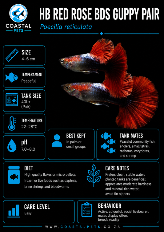 Guppy-Hb Red Rose Bds Pair