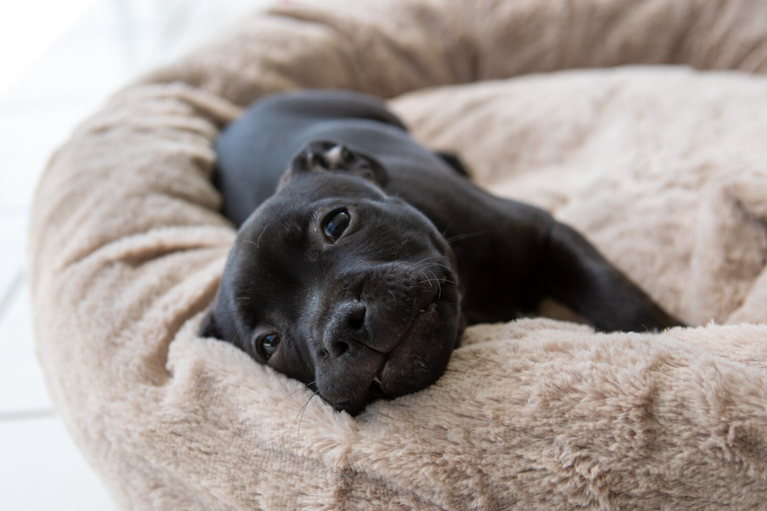 Dog's Life Calming Cuddler - Sand