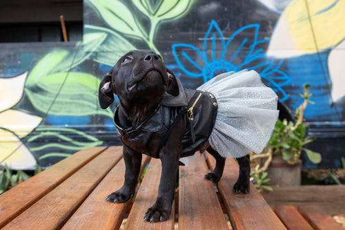 Dogs LIfe Biker Dress
