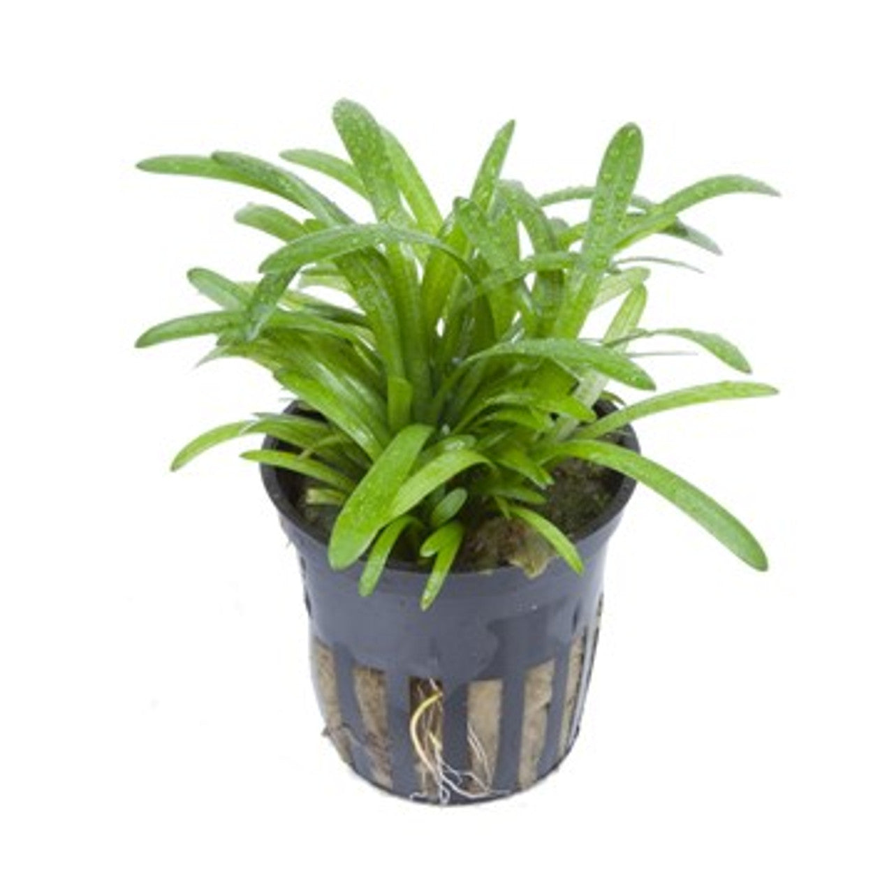 Dwarf Sagittaria - Local