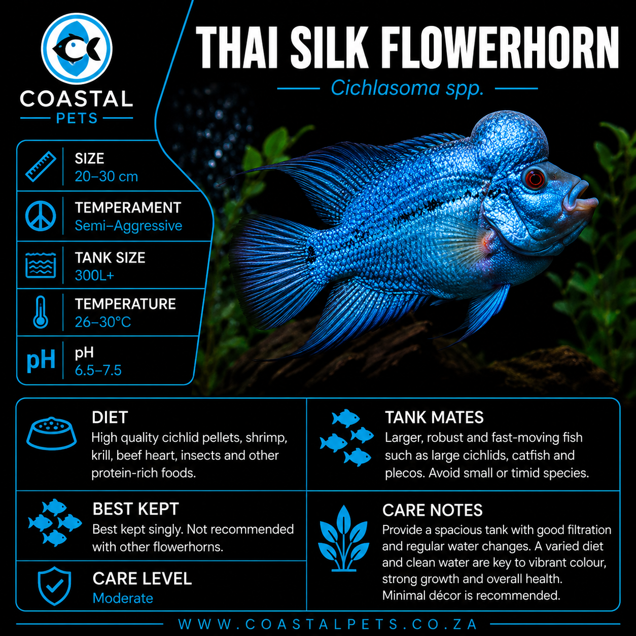Thai Silk Flowerhorn (75-85mm)