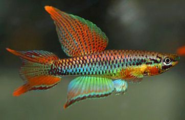 African Killifish (aphyosemion bivittatum)