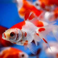 Fantail Goldfish