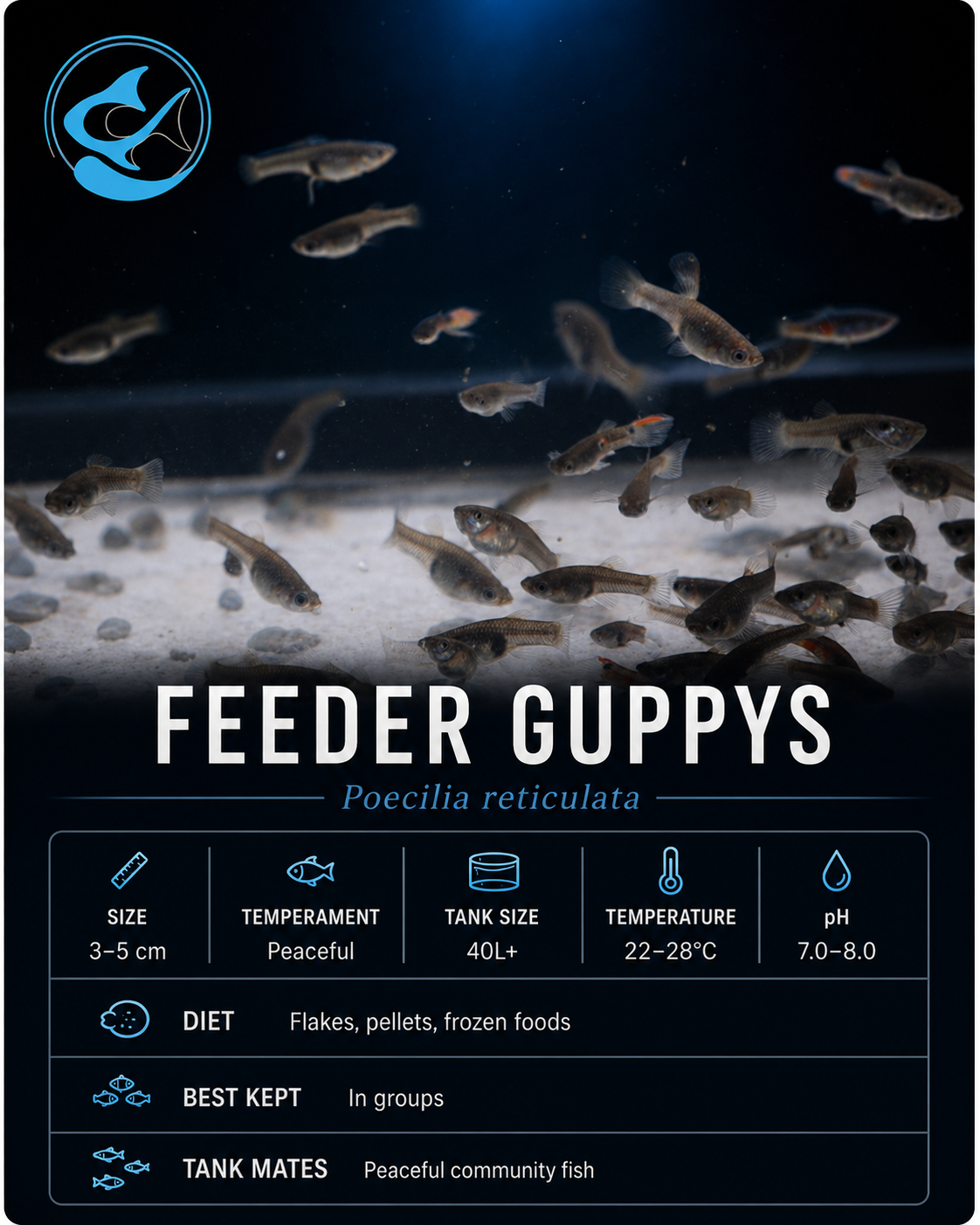 Feeder Guppys 10-25mm+-