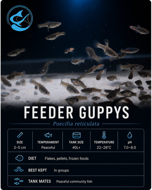 Feeder Guppys 10-25mm+-