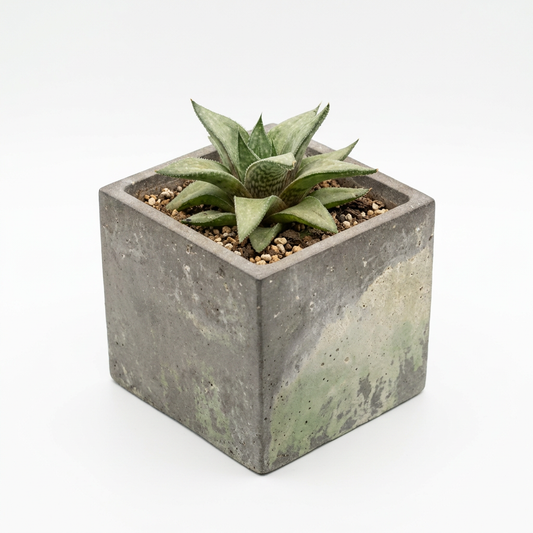 Haworthia cymbiformis Succulent L10