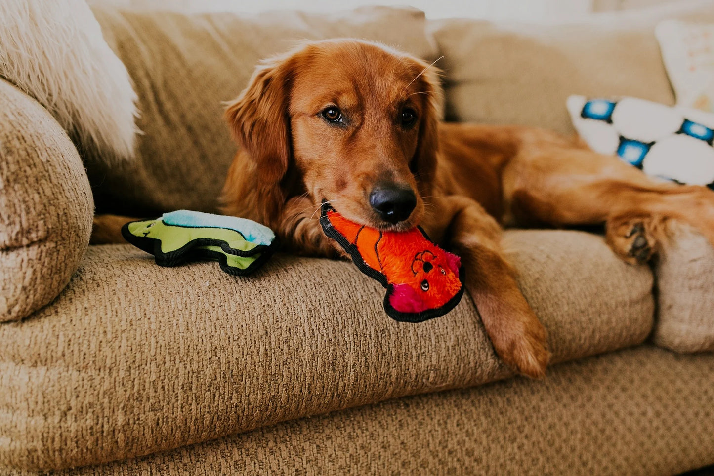 Outward Hound Durablez Mini Dog Toy