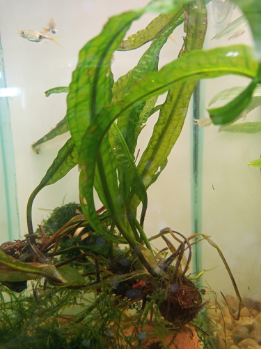 Aponogeton Boivinianus