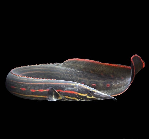 Red Fire Eel (10-12cm)