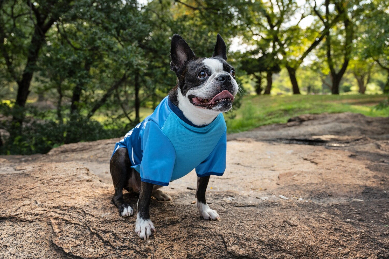 Dog's Life Official Licensed Bulls Jersey